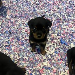 Rottweiler Puppies from Rott Nation Dog Breeding