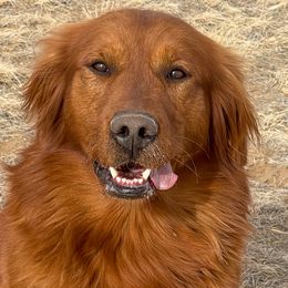 Loki - Golden Retriever
