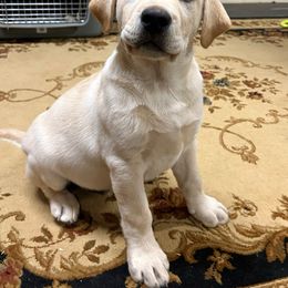 Ollivander - Labrador Retriever puppy from Blue Ridge Canine