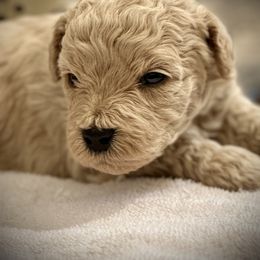 Australian Labradoodle Puppies from Tiny Treasures Australian Labradoodles