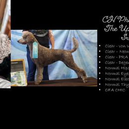 Poodles from Adventure Abounds Standards