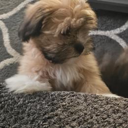 Shorkie Puppies from Stephen DosReis