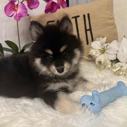 Minnie - Black and white female Pomsky puppy in Cadillac, Michigan from JHS Pomskies