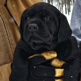 Girl 1 - Black female Labrador Retriever puppy in Plainwell, Michigan from Preuss Puppies