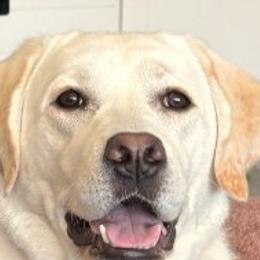 Gypsy - Labrador Retriever