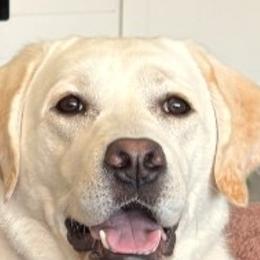 Gypsy - Labrador Retriever
