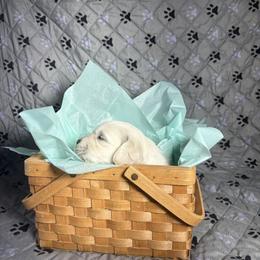 Miss Green - Light golden female Golden Retriever puppy in Grand Island, Nebraska from Loseke Family Retrievers