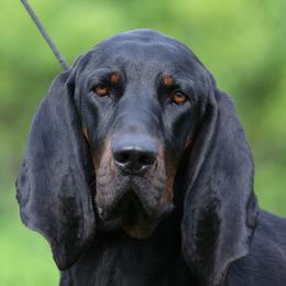 Black and Tan Coonhounds from Chicks and Hounds Ranch