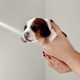 Dachshund Puppies from Magnolia Dachshunds