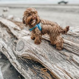 Companion Cross Puppies from Habibi Bears