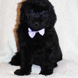 Dolce Gabbana - Black female Bernedoodle puppy in Ohio from Moore Doodles