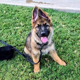 Major - Sable male German Shepherd puppy in Noel, Missouri from Wondar Shepherds