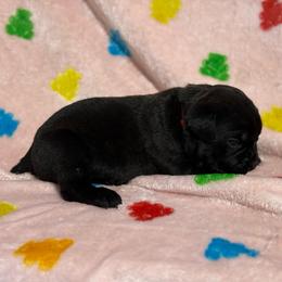 Red Collar R - Black male Cane Corso puppy in Paris, Texas from Knucklehead Cane Corso