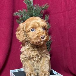 Harper (Nutmeg - CF0542) - Caramel red female Australian Labradoodle puppy in Easley, South Carolina from Royal Diamond Labradoodles