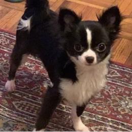 Chihuahua Puppies from Seaside Chihuahuas LLC