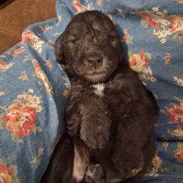 Blue Boy 4 - Blue male Bedlington Terrier puppy in Staten Island, New York from Arkada Sirene Kennel