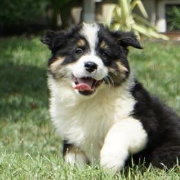 Goldendoodles and Miniature American Shepherds from Coffee Run Spring at Miller Farms