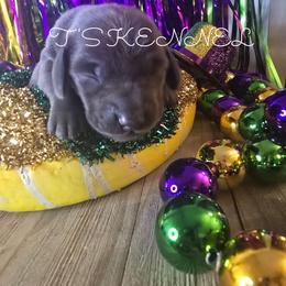Buddy - Blue and cream male Dachshund puppy in Poplarville, Mississippi from T's Kennel
