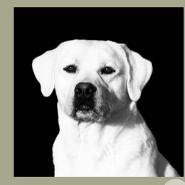 Rita - Labrador Retriever