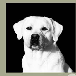 Rita - Labrador Retriever