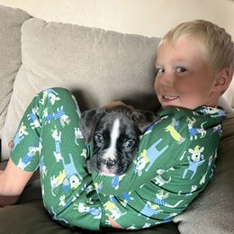 Boxer Puppies from Raynen Boxers, LLC