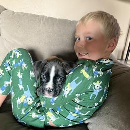 Boxer Puppies from Raynen Boxers, LLC