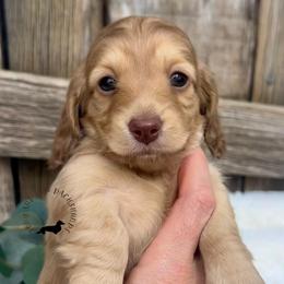 Chocolate and Cream - Chocolate and cream female Dachshund puppy in Nampa, Idaho from Long_and_Low_Dachshunds