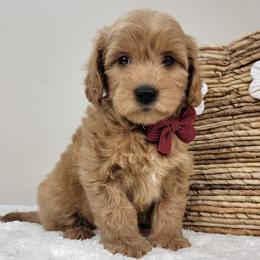 Winnie - Apricot female Goldendoodle puppy in Temecula, California from Oodles O'Doodles