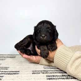 Fiona - Phantom female Bernedoodle puppy in Southwest Ranches, Florida from Dandy Doodle Ranch