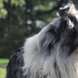 Aussiedoodles, Australian Shepherds, Miniature Australian Shepherds, and Poodles from Albright Hobby Farm