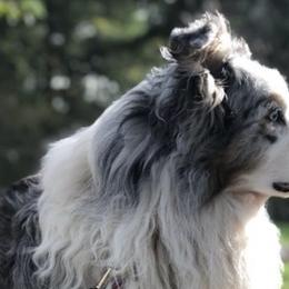 Aussiedoodles, Australian Shepherds, Miniature Australian Shepherds, and Poodles from Albright Hobby Farm