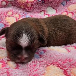 Lydia Girl 1 - Red female Shih Tzu puppy in Oakville, Washington from Garrard Creek Shih Tzus