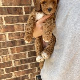 Goldendoodles and Poodles from Little Potatoes