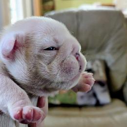 Yellow - Red and white male Bulldog puppy in Forsyth, Georgia from Evangeline Bulldogs