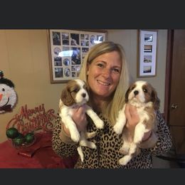 Cavalier King Charles Spaniel Puppies from Cavalier Kisses