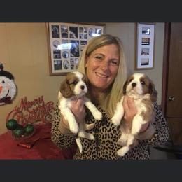 Cavalier King Charles Spaniel Puppies from Cavalier Kisses