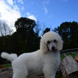 Poodle Puppies from D and D Standard Poodles