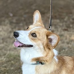 Pembroke Welsh Corgi puppies from Winterflower Corgis