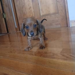 Dachshund Puppies from Dachshund Darlins