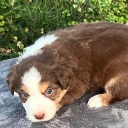 Linus - Red tri-color male Australian Shepherd puppy in Lebanon, Oregon from Mount Hope Aussies