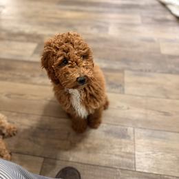 Poodle Puppies from Savana williams