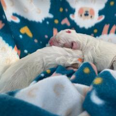 Clumber Spaniel Puppies from Lemontree Clumbers