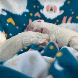Clumber Spaniel Puppies from Lemontree Clumbers