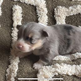 Pembroke Welsh Corgi puppies from Summersville Corgis of Groves Farm
