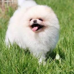 June - Pomeranian