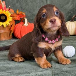 Remi - Chocolate and tan female Dachshund puppy in Lincoln, Arkansas from Red Dirt Dachshunds