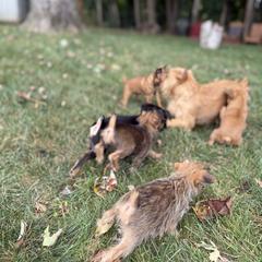 Brussels Griffon Puppies from Cinnabar Brussel's Griffons