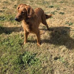 Lucy - Golden Retriever