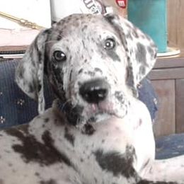 Great Danes from Dennison's Danes