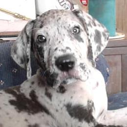 Great Danes from Dennison's Danes
